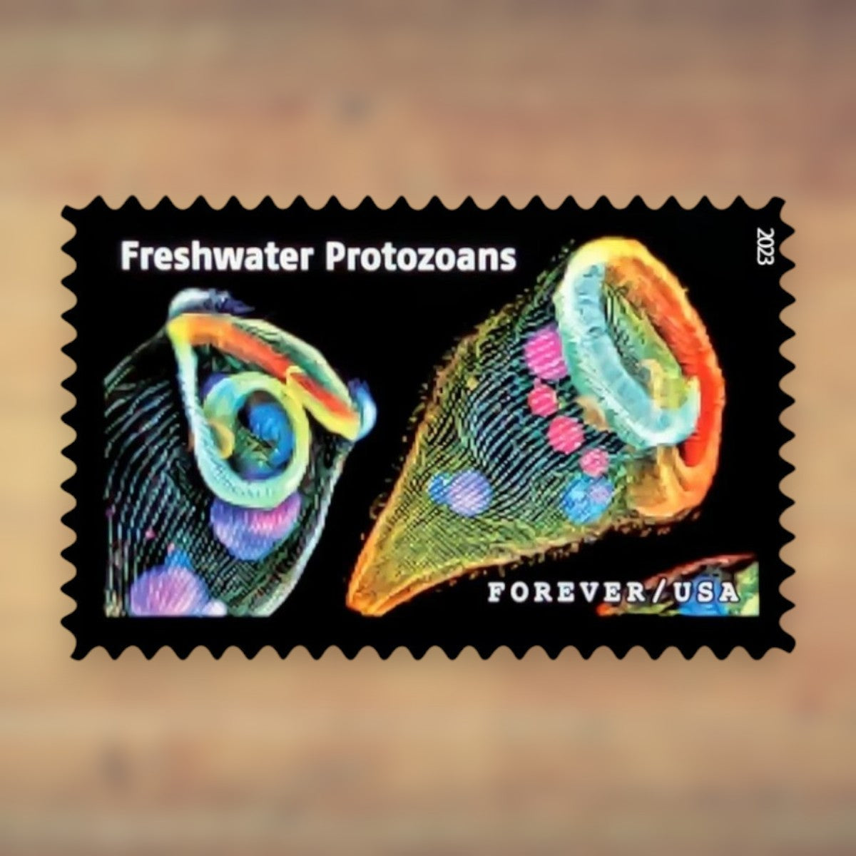 Life Magnified Forever Stamps, 2023 Sheet – Cards, Letters and Stamp Collecting