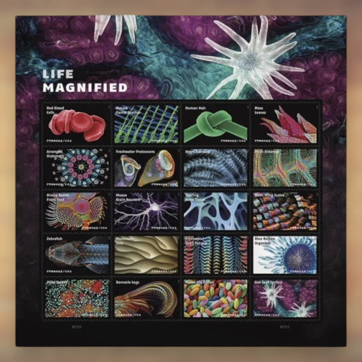 Life Magnified Forever Stamps, 2023 Sheet – Cards, Letters and Stamp Collecting