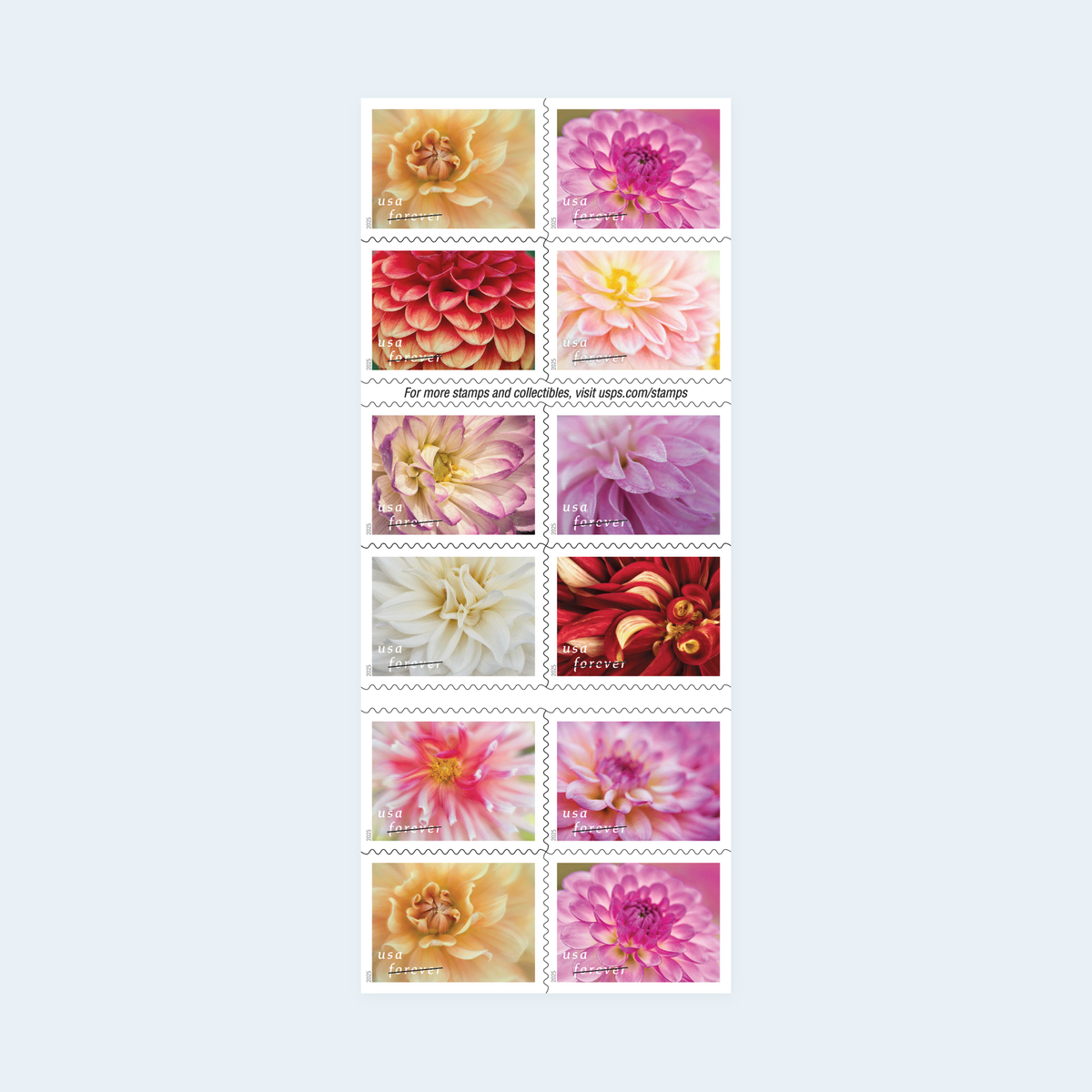 2025 Dahlias Forever Stamps: Self-Adhesive Booklets for First-Class Mail, product image 1