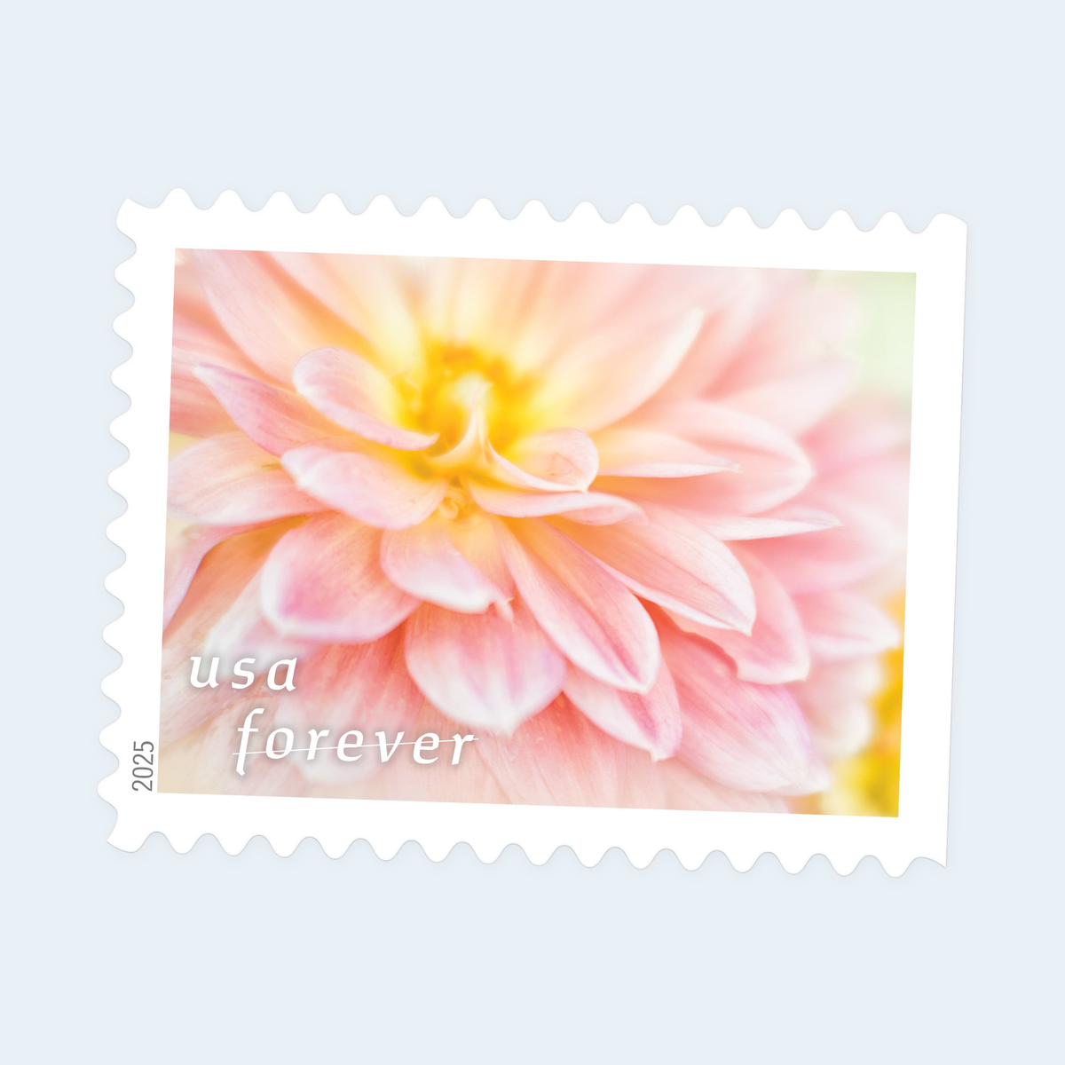 2025 Dahlias Forever Stamps: Self-Adhesive Booklets for First-Class Mail, product image 3