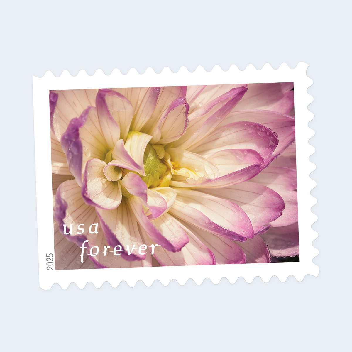 2025 Dahlias Forever Stamps: Self-Adhesive Booklets for First-Class Mail, product image 4