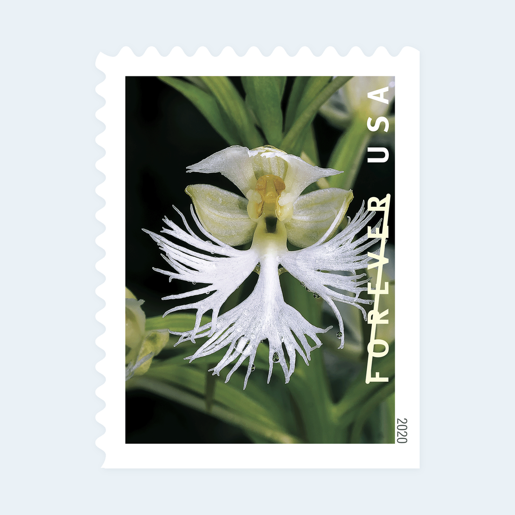 2020 Wild Orchids Forever Stamps: Self-Adhesive Booklets for First-Class Mail, product image 2