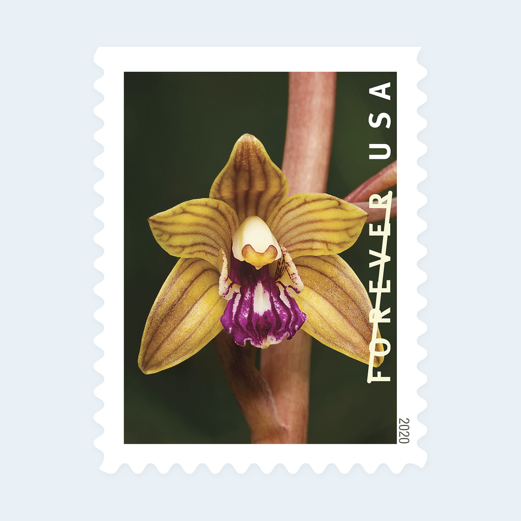 2020 Wild Orchids Forever Stamps: Self-Adhesive Booklets for First-Class Mail, product image 3