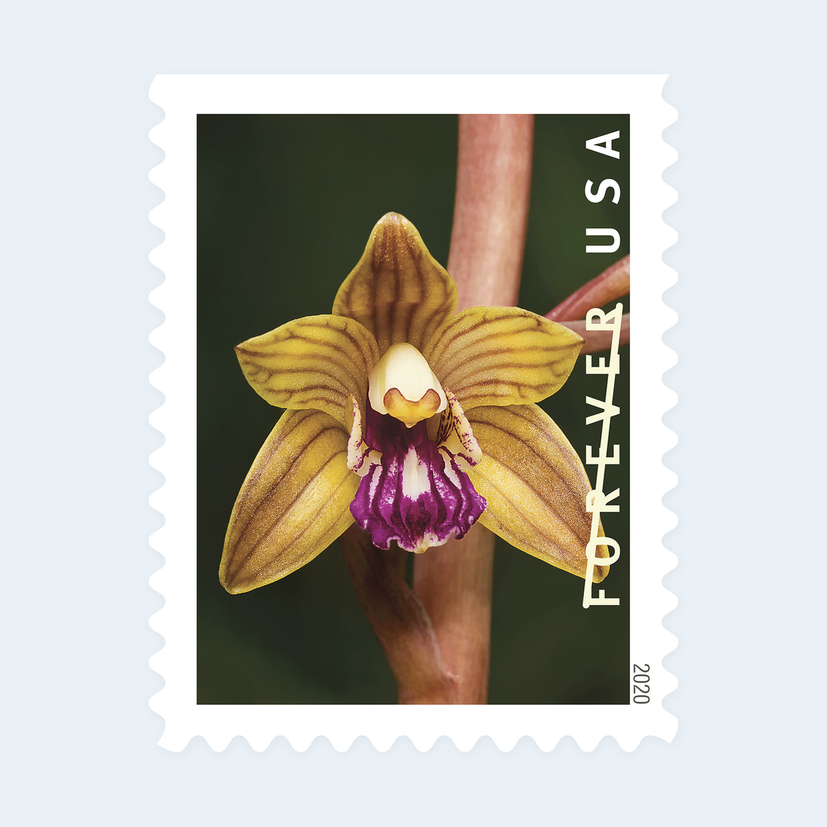 2020 Wild Orchids Forever Stamps: Self-Adhesive Booklets for First-Class Mail, product image 3