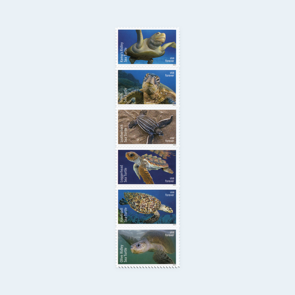 2024 Protect Sea Turtles Forever Stamps: Self-Adhesive Sheet for First-Class Mail, product image 2