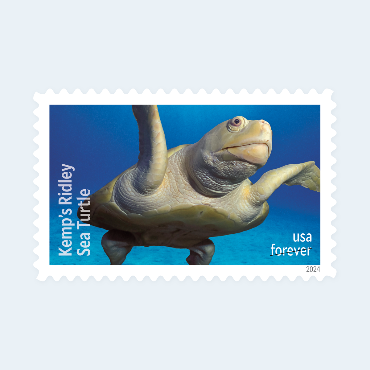 2024 Protect Sea Turtles Forever Stamps: Self-Adhesive Sheet for First-Class Mail, product image 3