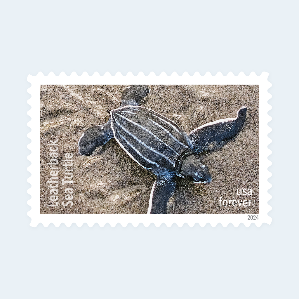2024 Protect Sea Turtles Forever Stamps: Self-Adhesive Sheet for First-Class Mail, product image 4