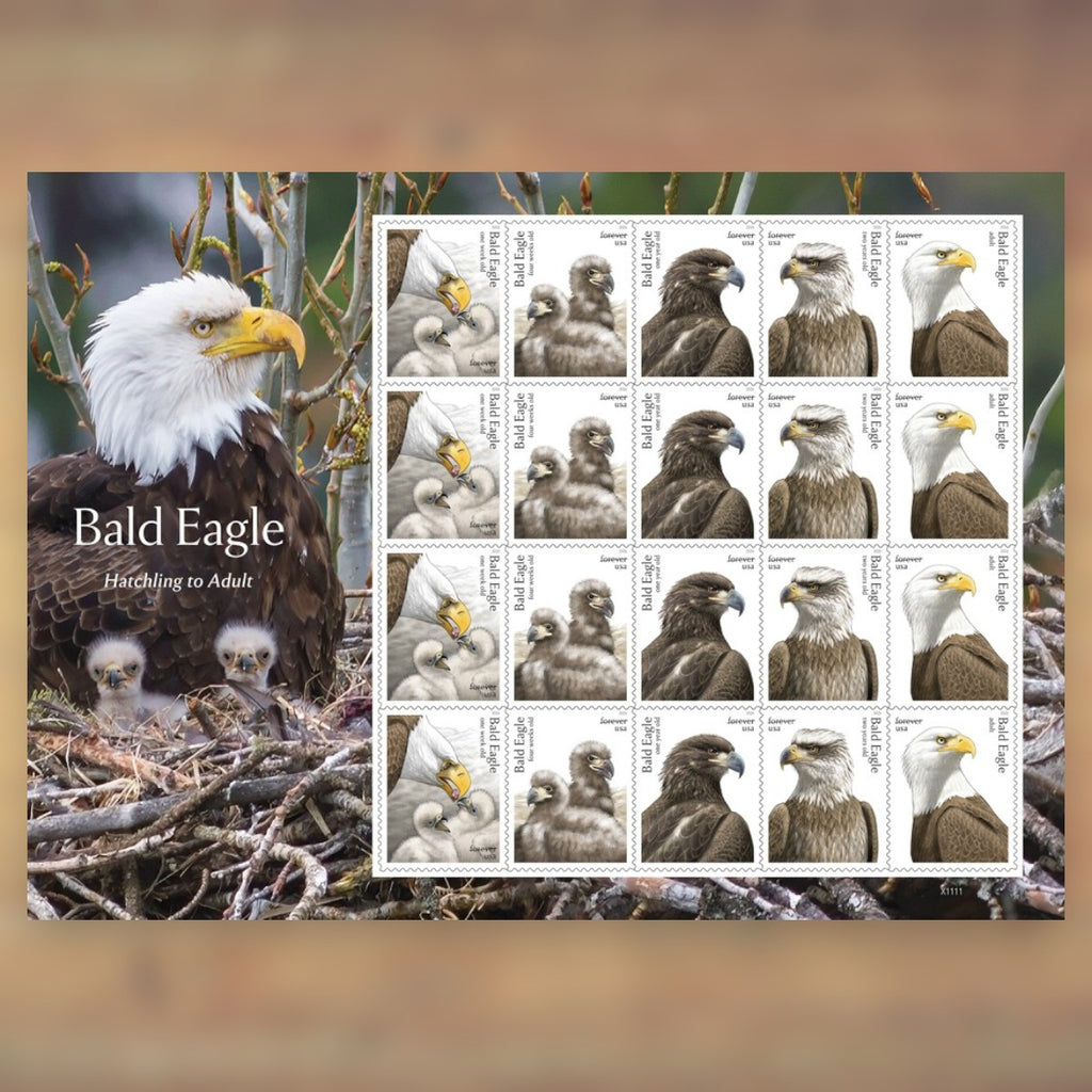 Bald Eagle: Hatchling to Adult Forever Stamps, 2026 Sheet – Cards, Letters and Stamp Collecting