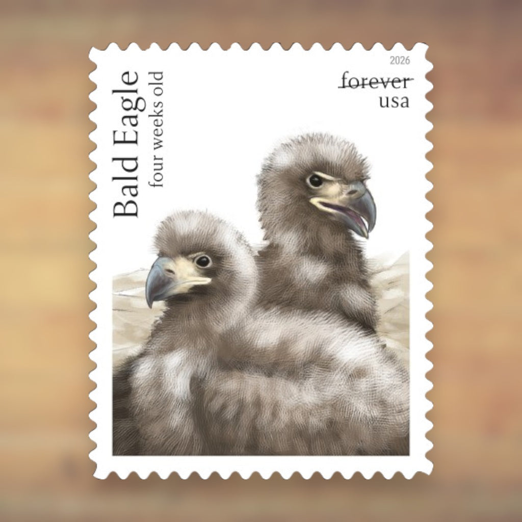 Bald Eagle: Hatchling to Adult Forever Stamps, 2026 Sheet – Cards, Letters and Stamp Collecting